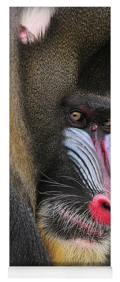 Feb0514 Yoga Mat featuring the photograph Mandrill Male by Thomas Marent