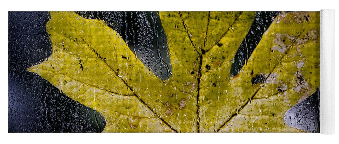 Autumn Yoga Mat featuring the photograph Maple Leaf in the Morning Rain by Don Schwartz