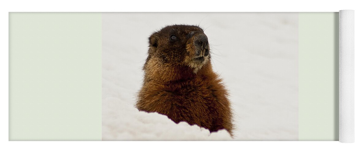 Yellow Bellied Marmot Yoga Mat featuring the photograph Marty the Marmot by Daniel Hebard