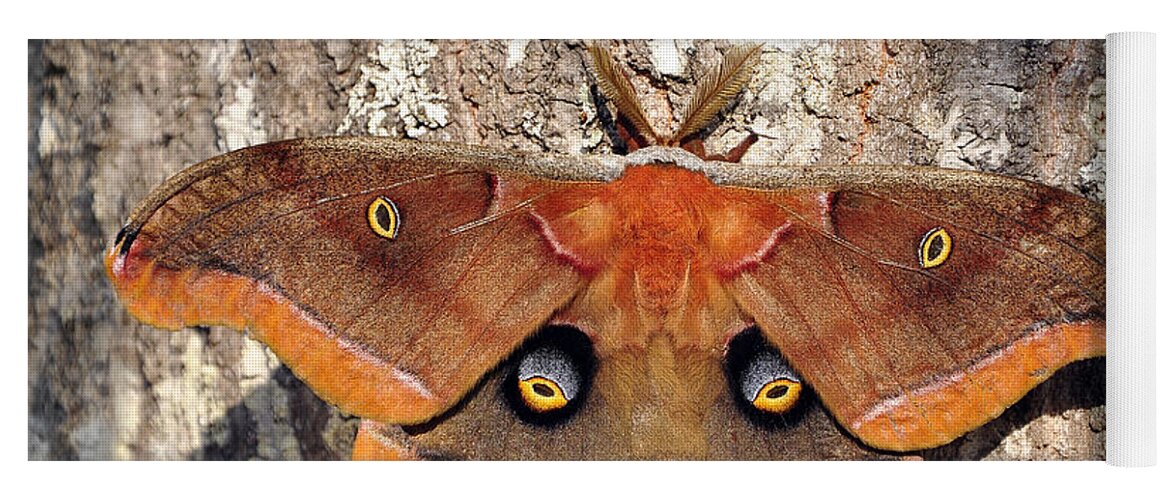 Giant Silk Moth Yoga Mat featuring the photograph Marvelous Moth by Al Powell Photography USA