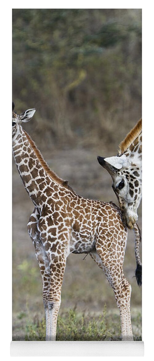 Feb0514 Yoga Mat featuring the photograph Masai Giraffe Mother Nuzzling Calf by Konrad Wothe