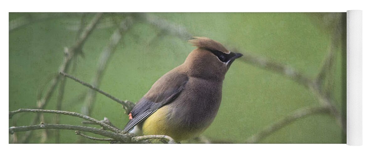 Cedar Waxwing Yoga Mat featuring the photograph Masked Beauty by Sue Capuano