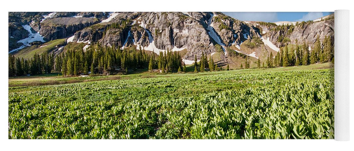 Beauty In Nature Yoga Mat featuring the photograph Meadow of False Hellebore at Ice Lakes Basin by Jeff Goulden