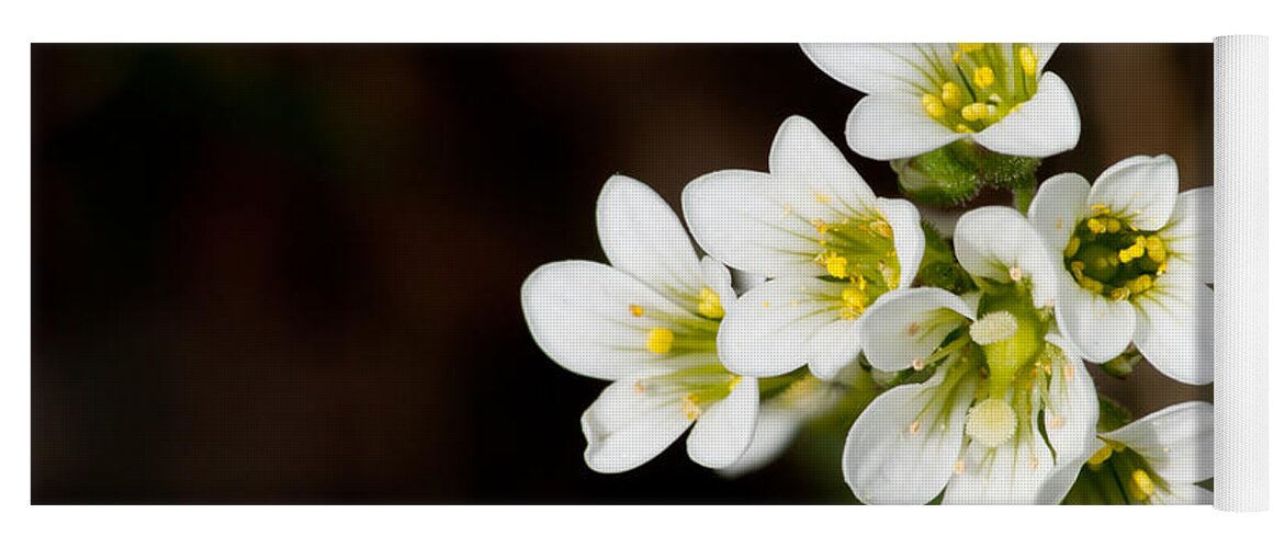 Meadow Saxifrage Yoga Mat featuring the photograph Meadow Saxifrage by Torbjorn Swenelius