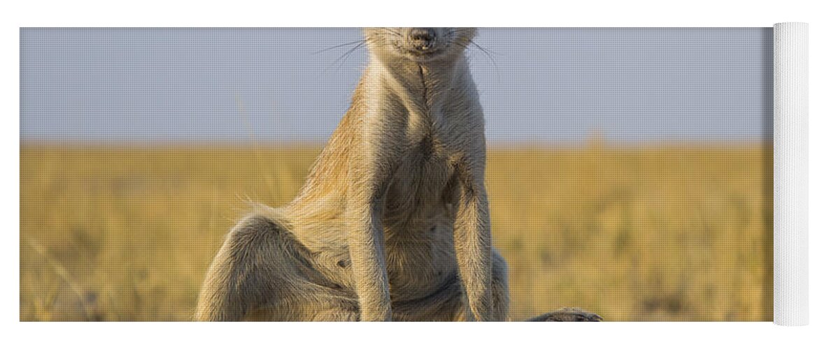 537218 Yoga Mat featuring the photograph Meerkat Sitting Near Burrow Botswana by Vincent Grafhorst