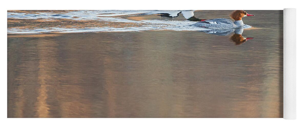 Reflection Yoga Mat featuring the photograph Merganser Morning by Bill Wakeley