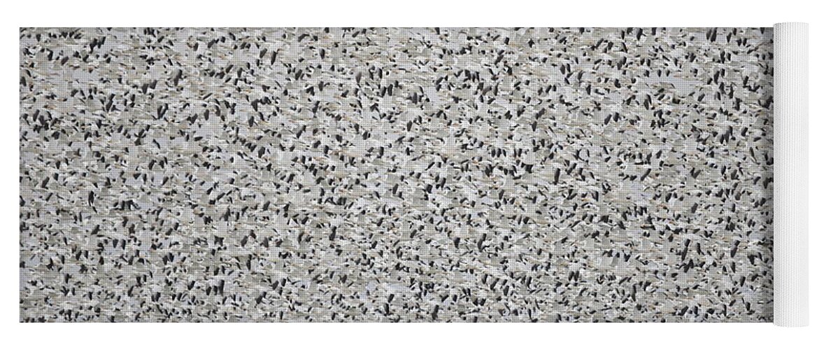 Snow Geese Yoga Mat featuring the photograph Migration of the Snows by Whispering Peaks Photography