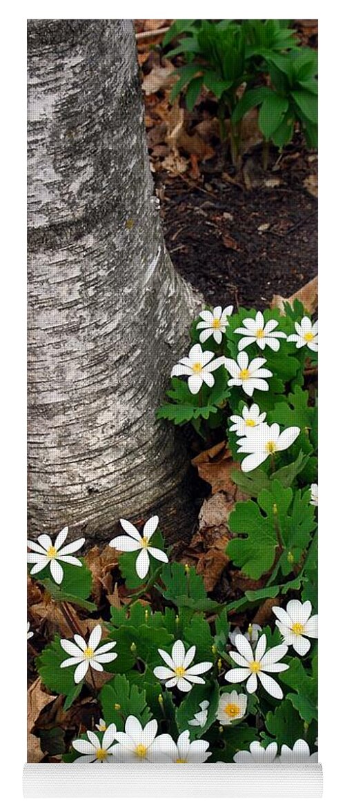 Bloodroot Yoga Mat featuring the photograph Minnesota Birch and Bloodroot Wildflowers by Cascade Colors