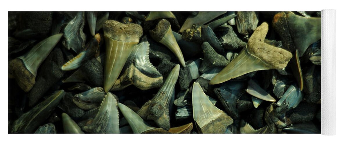 Shark Teeth Yoga Mat featuring the photograph Miocene Fossil Shark Tooth Assortment by Rebecca Sherman