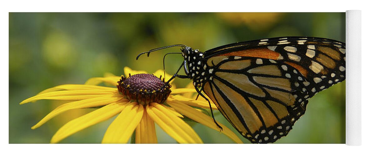 Monarch Butterfly Yoga Mat featuring the photograph Monarch Butterfly by Anthony Sacco