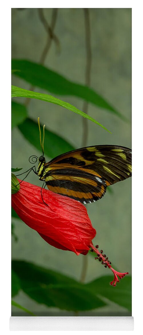 Butterfly Yoga Mat featuring the photograph Monarch Butterfly by Weir Here And There