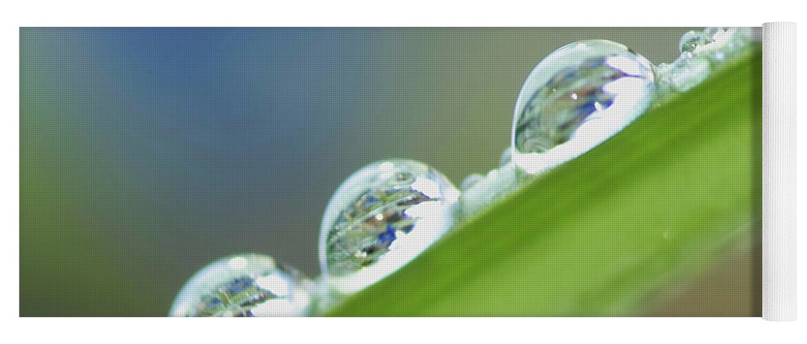 Drop Yoga Mat featuring the photograph Morning dew drops by Heiko Koehrer-Wagner
