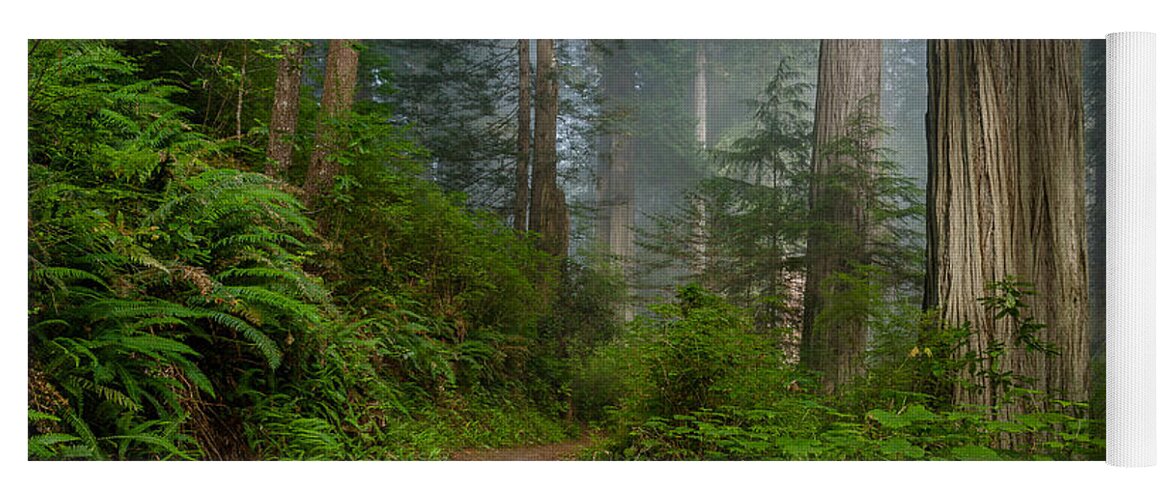 Redwoods Yoga Mat featuring the photograph Morning walk through Redwoods by Greg Nyquist