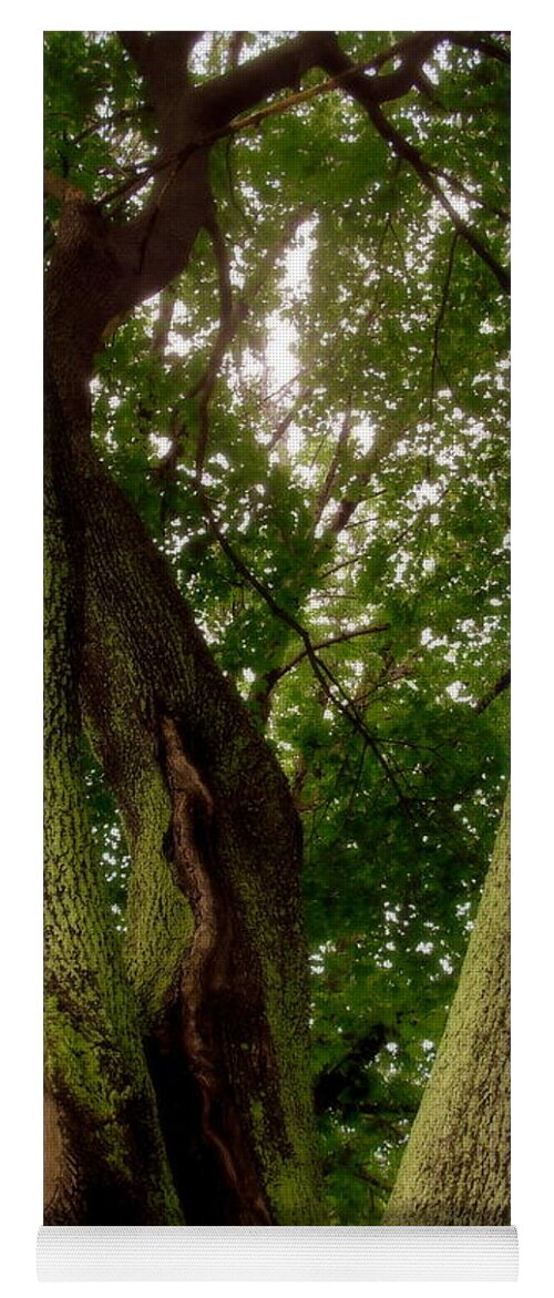 Tree Yoga Mat featuring the photograph Moss Covered Tree by Jodie Marie Anne Richardson Traugott     aka jm-ART