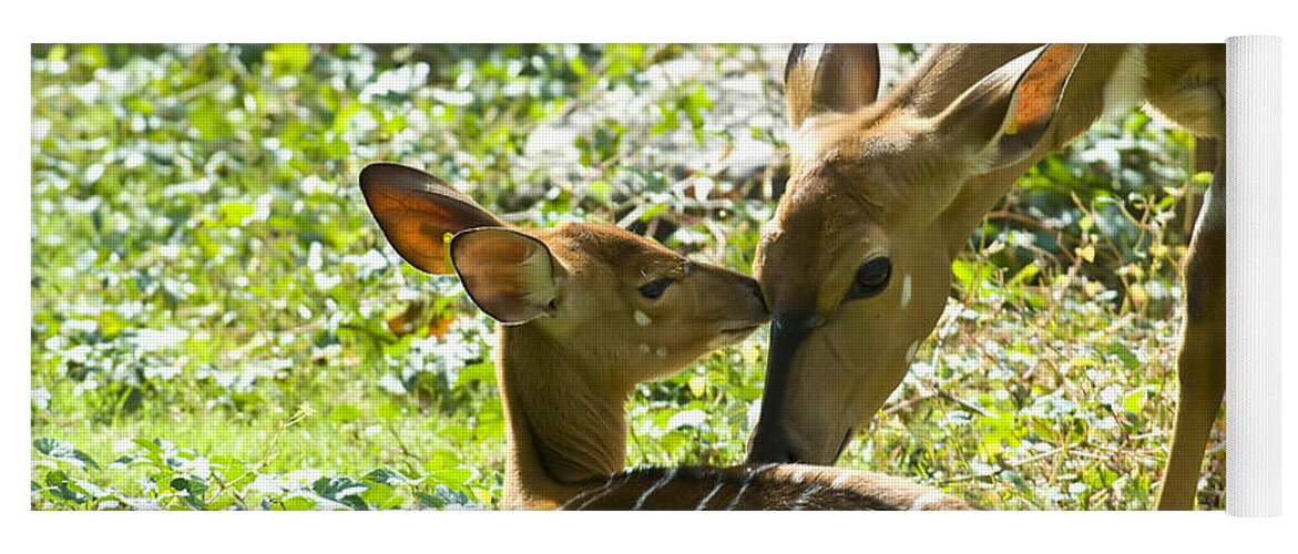Deer Yoga Mat featuring the photograph Motherly Love by Anthony Sacco