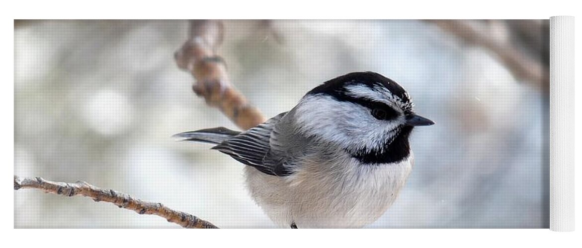 Colorado Yoga Mat featuring the photograph Mountain Chickadee on Branch by Marilyn Burton
