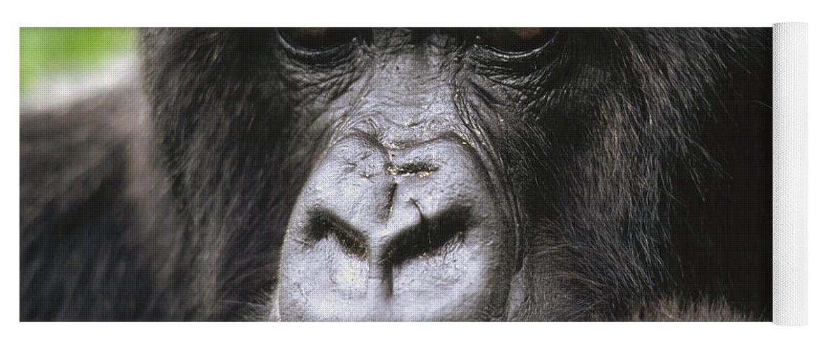 Feb0514 Yoga Mat featuring the photograph Mountain Gorilla Female Portrait Virunga by Gerry Ellis