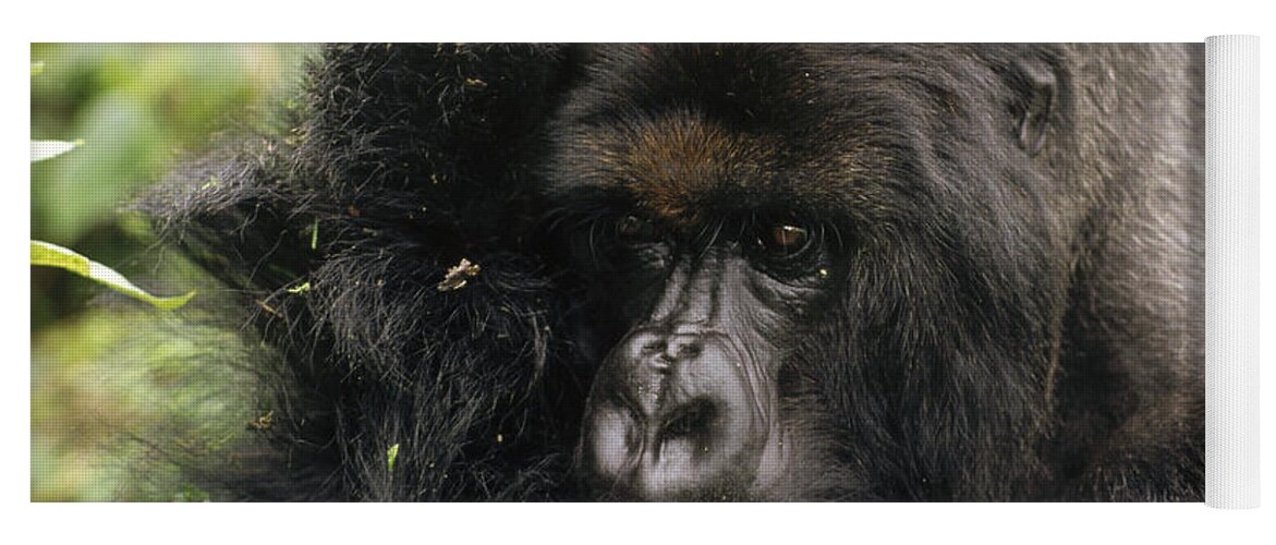Feb0514 Yoga Mat featuring the photograph Mountain Gorilla Male Virunga Mts by Gerry Ellis