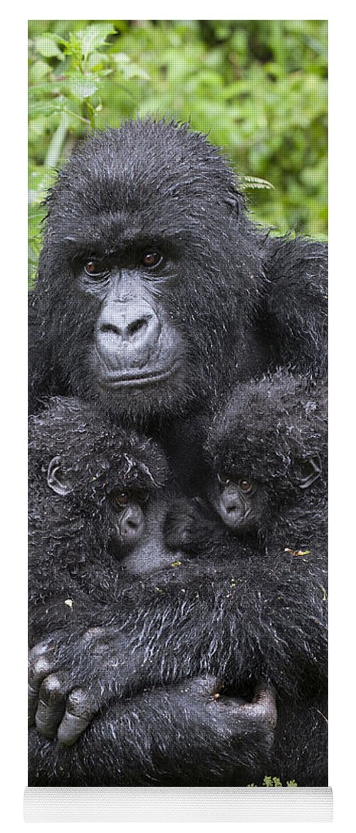 Feb0514 Yoga Mat featuring the photograph Mountain Gorilla Mother And Twins by Suzi Eszterhas