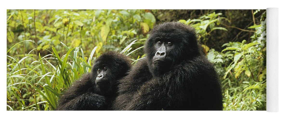 00192673 Yoga Mat featuring the photograph Mountain Gorilla Pair Sitting by Konrad Wothe