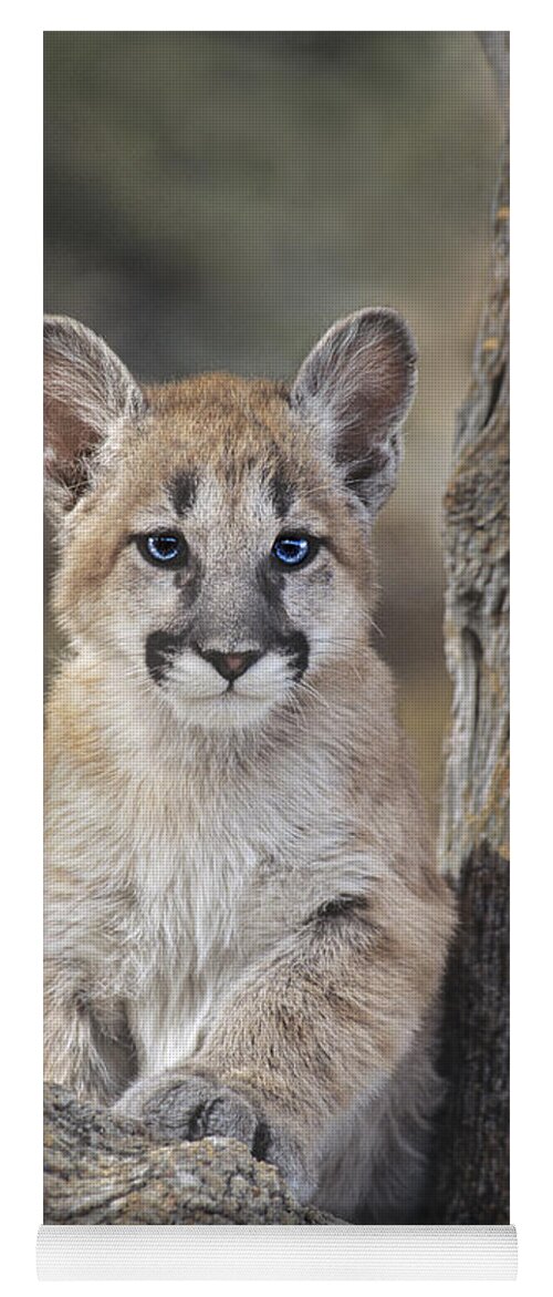 Mountain Lion Yoga Mat featuring the photograph Mountain Lion Cub by Dave Welling