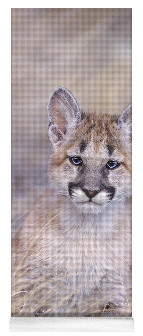 North America; Wildlife; Mammal; Moutain Lion Yoga Mat featuring the photograph Mountain Lion Cub in Dry Grass by Dave Welling