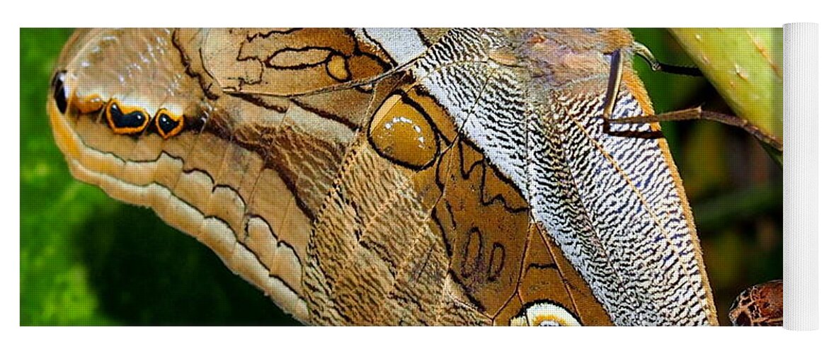Nature Yoga Mat featuring the photograph Mournful Owl Butterfly by Amy McDaniel