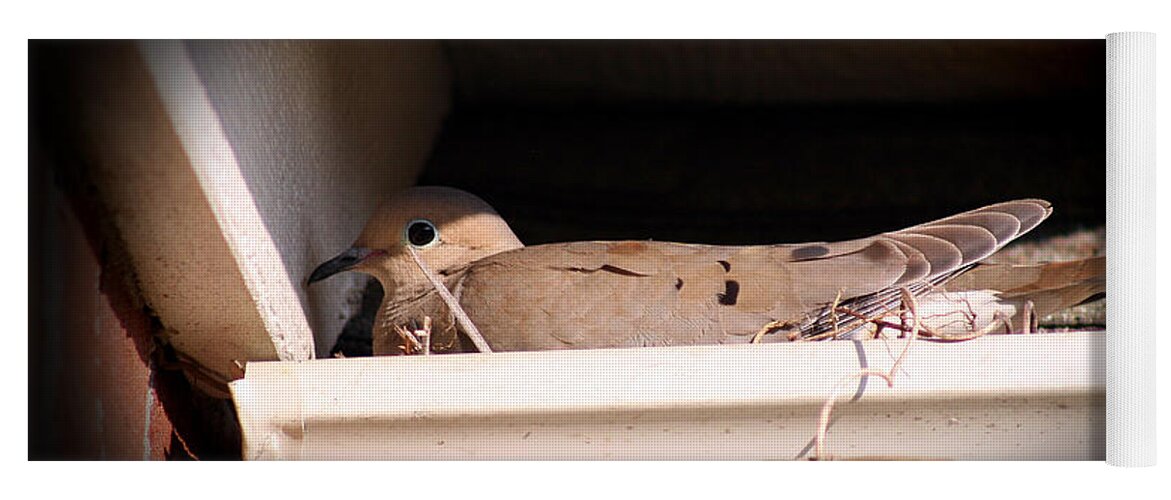 Bird Yoga Mat featuring the photograph Mourning Dove by Karen Adams