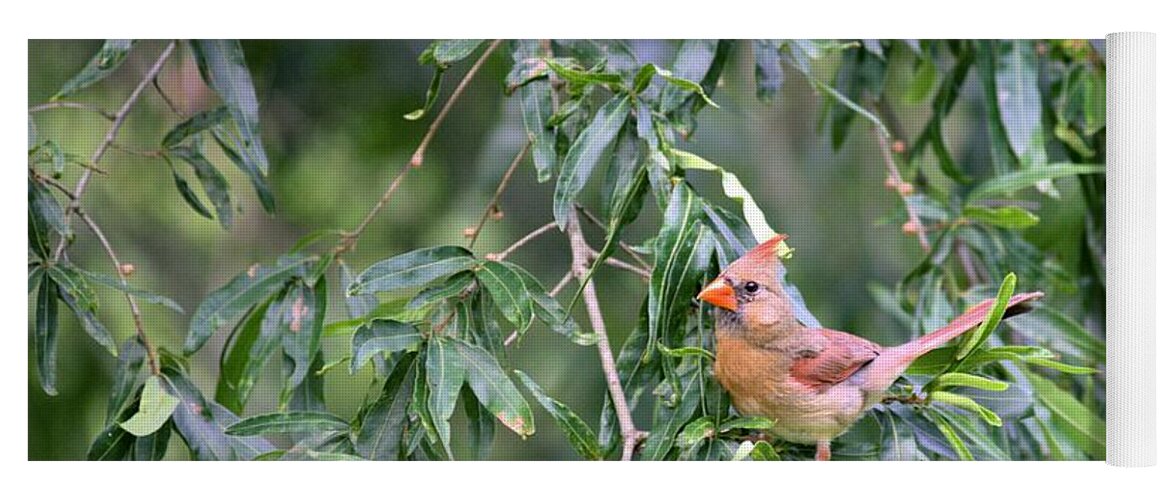 5944 Yoga Mat featuring the photograph Mrs Cardinal - Square by Gordon Elwell