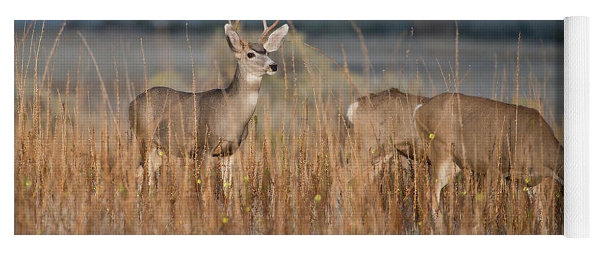 American Fauna Yoga Mat featuring the photograph Mule Deer, Utah by Michael Lustbader