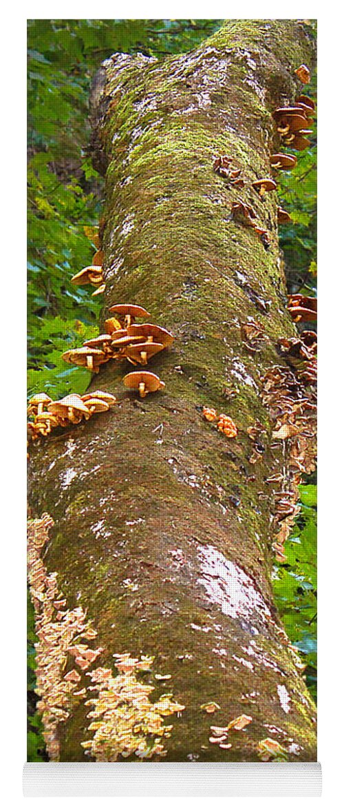 Tree Yoga Mat featuring the photograph Mushroom's Kingdom by Milena Ilieva