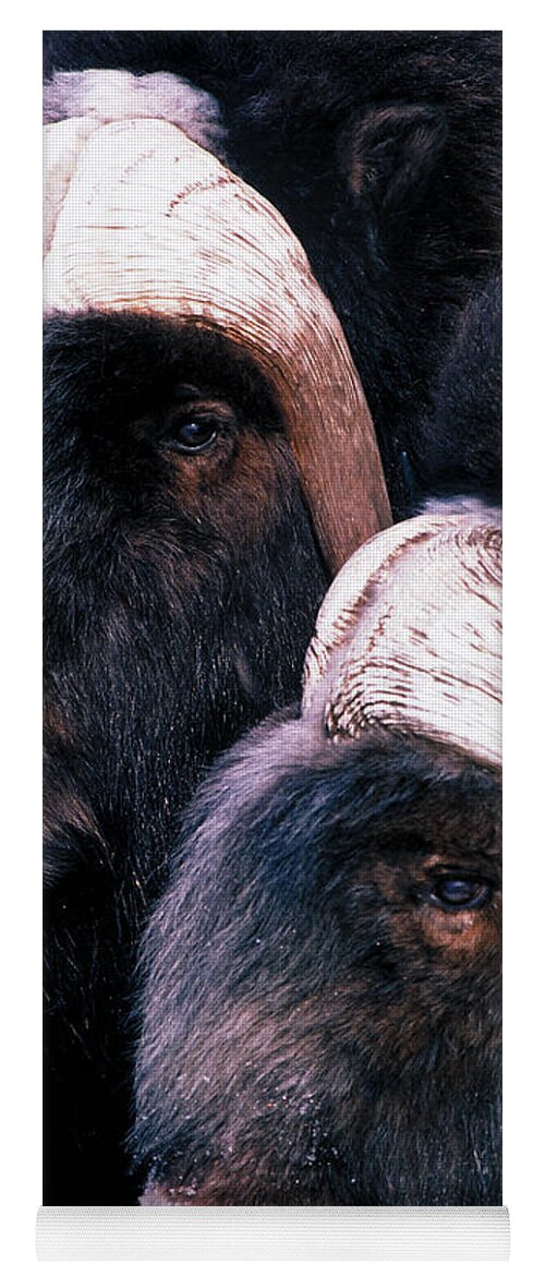 Musk Oxen Yoga Mat featuring the photograph Musk Oxen by Art Wolfe