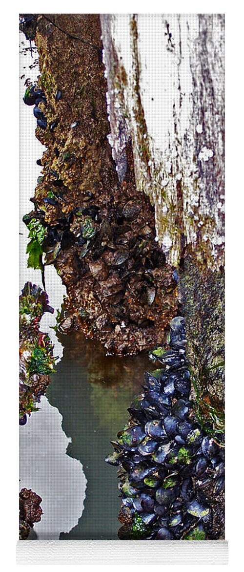 Mussels Yoga Mat featuring the photograph Mussels on Pier by Jennifer Robin