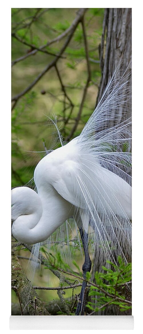 Egret Yoga Mat featuring the photograph My Beautiful Plumage by Kathy Baccari