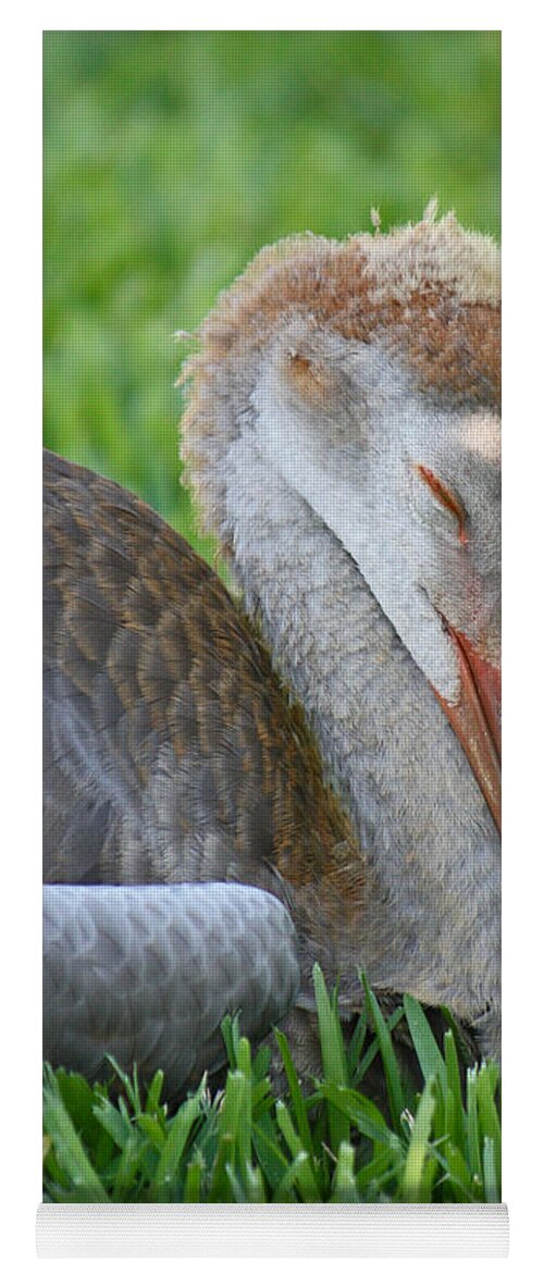 Sandhill Crane Chick Yoga Mat featuring the photograph Napping Sandhill Baby by Carol Groenen