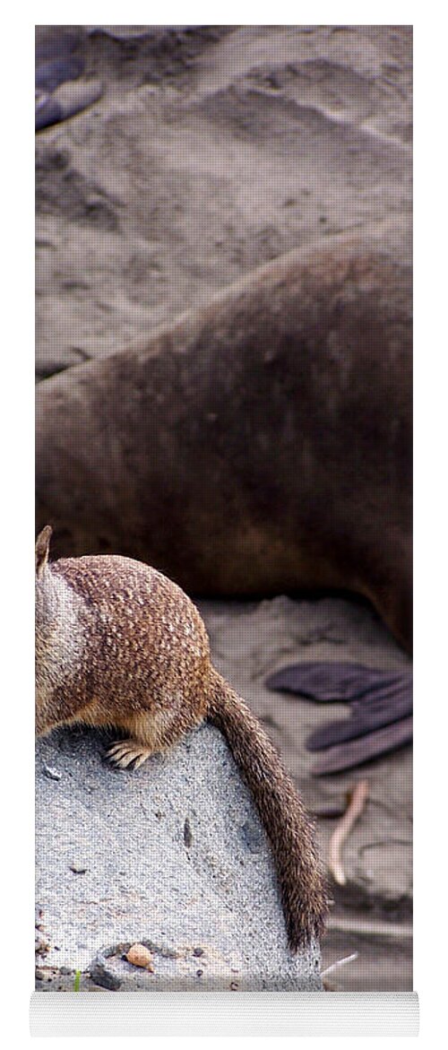 Squirrels Yoga Mat featuring the photograph Neighborhood Get-together by Jennifer Robin