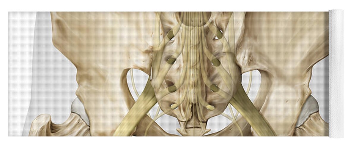 Anatomy Yoga Mat featuring the photograph Nerves Of The Lower Body, Illustration by QA International