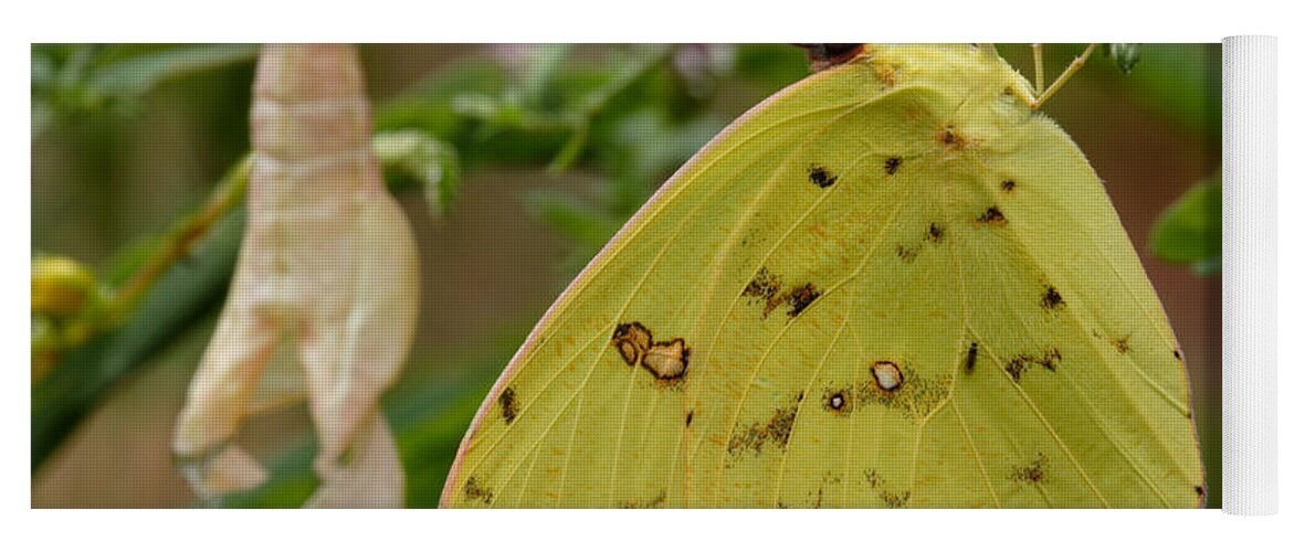 Newly Emerged Cloudless Sulphur Butterfly With Chrysalis In Background Yoga Mat featuring the photograph Newly Emerged Cloudless Sulphur Butterfly With Chrysalis In Background by Daniel Reed