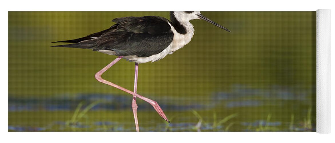 Black-necked Stilt Yoga Mat featuring the photograph Nice legs by Bryan Keil