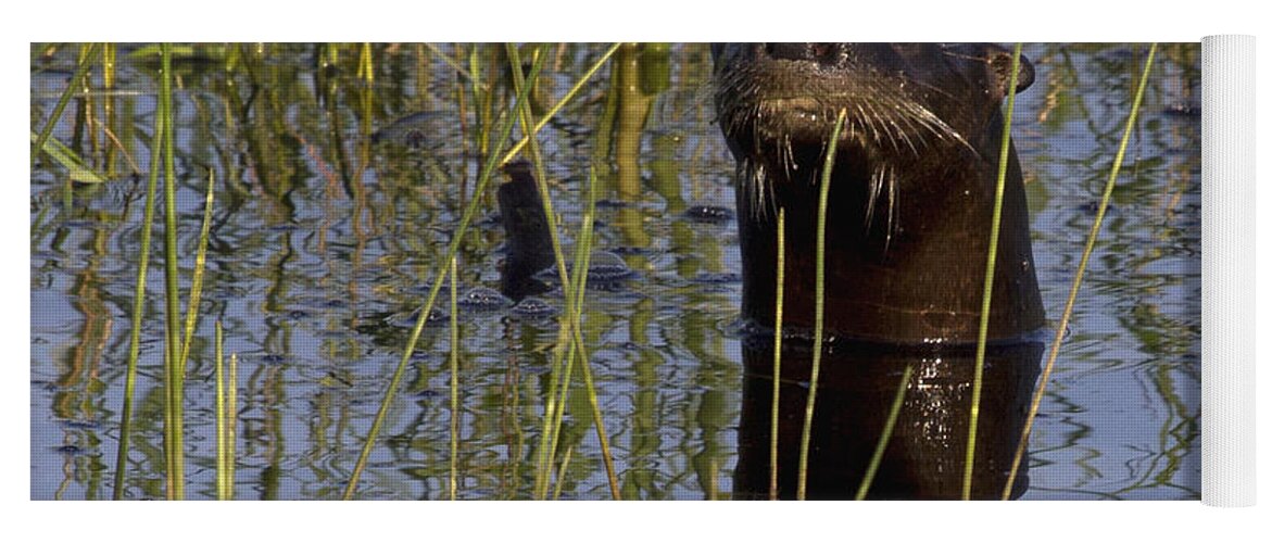 North American River Otter Yoga Mat featuring the photograph North American River Otter by Meg Rousher
