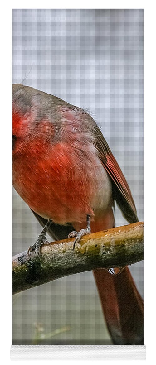 Al Andersen Yoga Mat featuring the photograph Northern Cardinal 2 by Al Andersen
