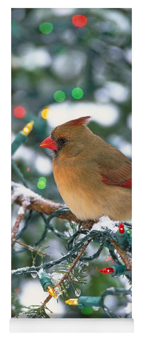 Vertical Yoga Mat featuring the photograph Northern Cardinal And Christmas Lights by Steve Maslowski