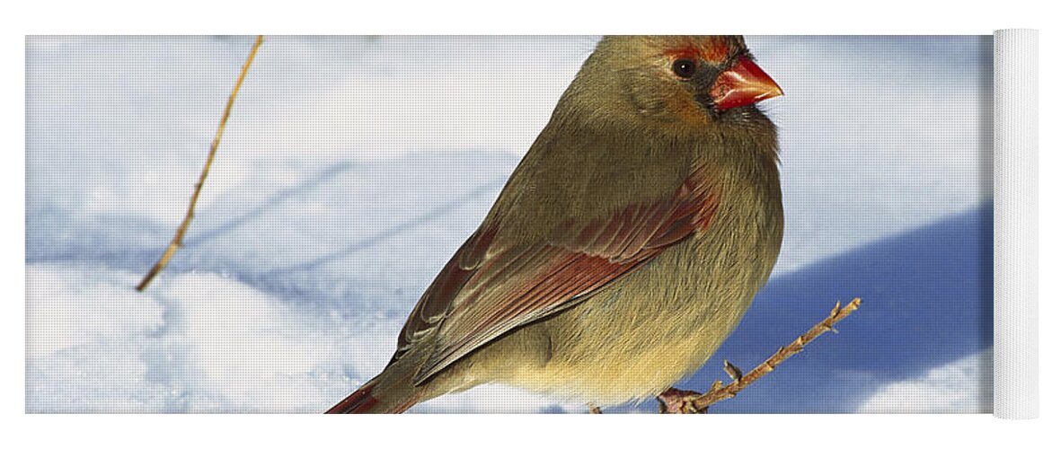 Feb0514 Yoga Mat featuring the photograph Northern Cardinal Female On Snow by Tom Vezo
