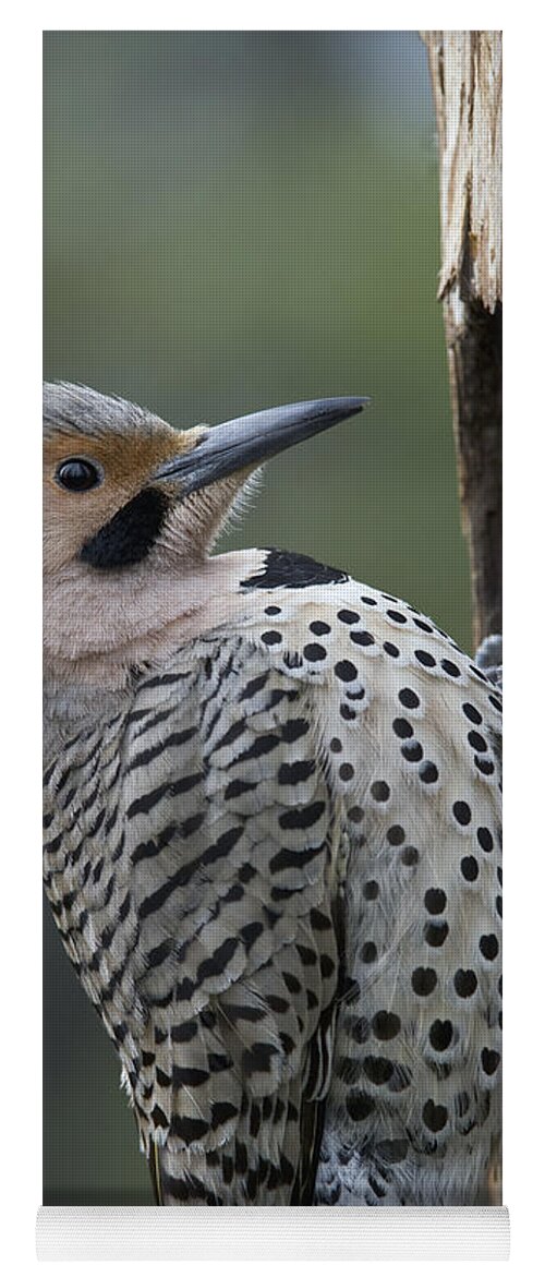 Michael Quinton Yoga Mat featuring the photograph Northern Flicker At Nest Cavity Alaska by Michael Quinton