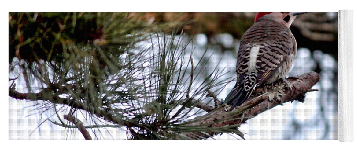 Northern Flicker Yoga Mat featuring the photograph Northern Flicker by Carol Groenen
