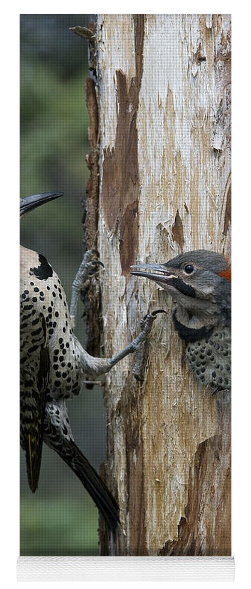 Michael Quinton Yoga Mat featuring the photograph Northern Flicker Parent At Nest Cavity by Michael Quinton