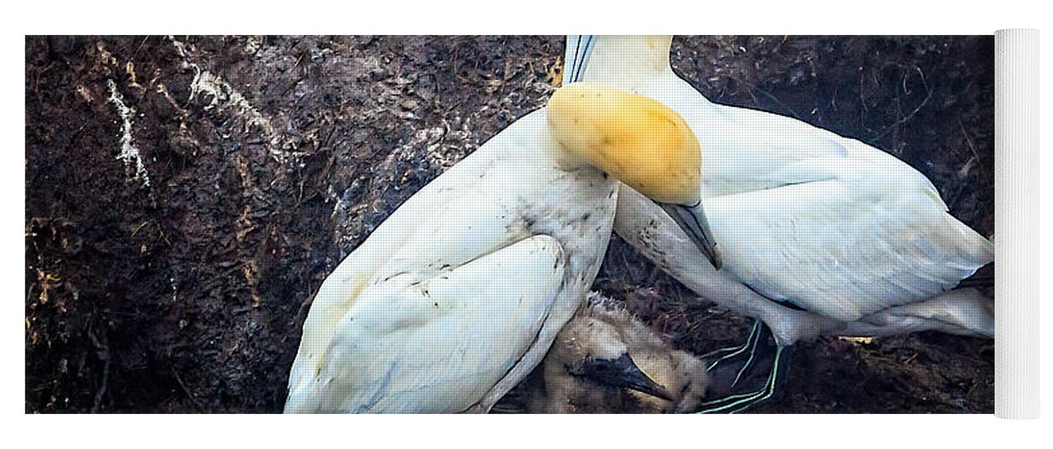 Northern Gannet Yoga Mat featuring the photograph Northern Gannets and Chick by Perla Copernik