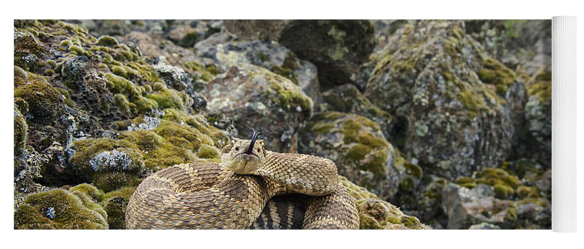537034 Yoga Mat featuring the photograph Northern Pacific Rattlesnake Flicking by James Christensen