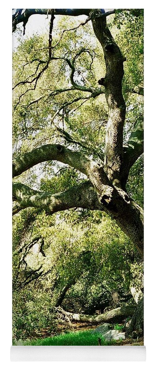 Tree Yoga Mat featuring the photograph Oak Spirit by Kathy Bassett