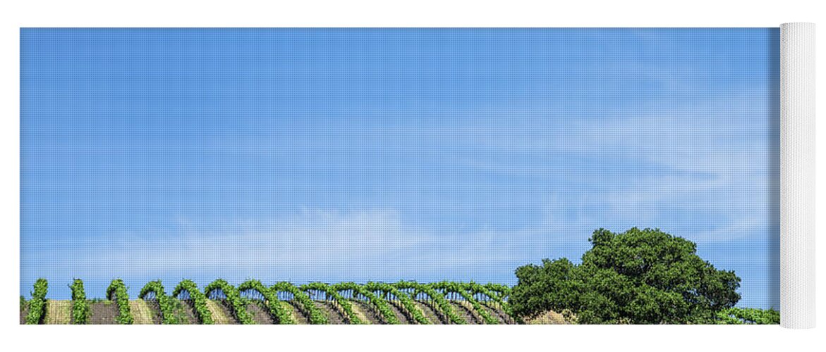Vineyard Yoga Mat featuring the photograph Oak Tree Amid The Grapevines by Priya Ghose